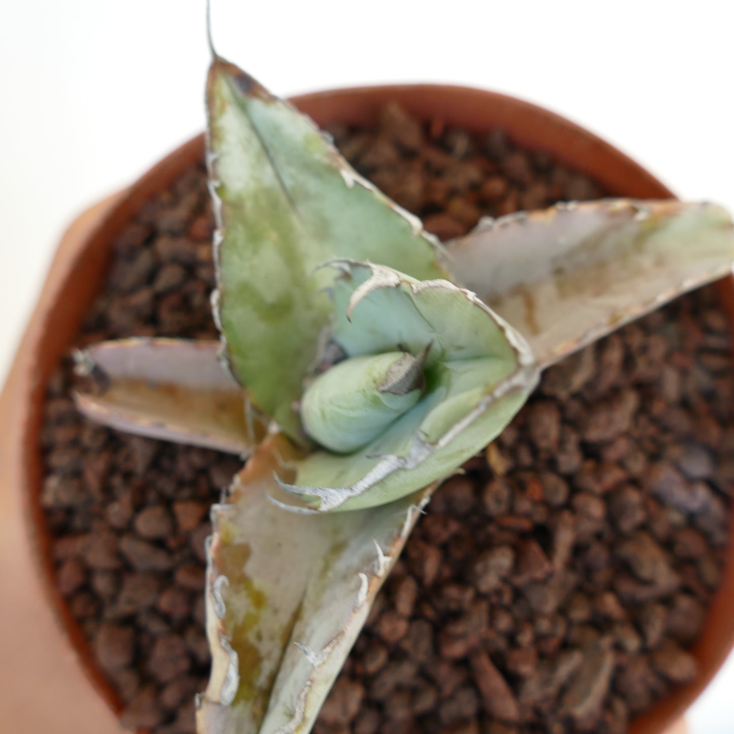 Agave titanota cv WHITE ICE