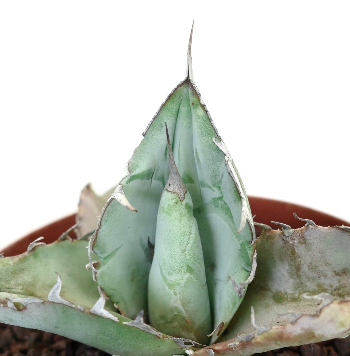 Agave titanota cv WHITE ICE