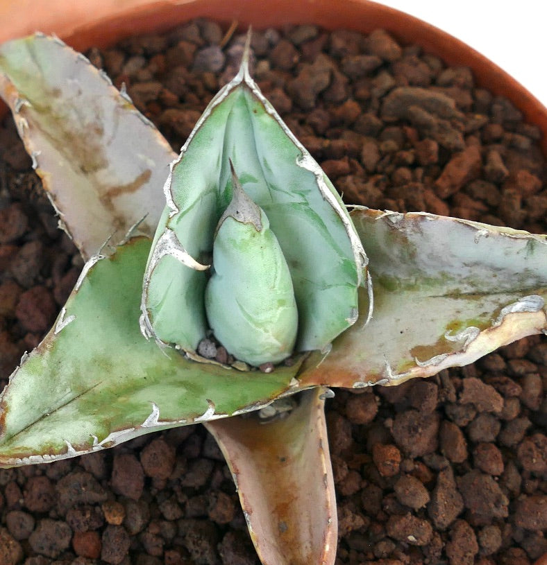 Agave titanota cv WHITE ICE