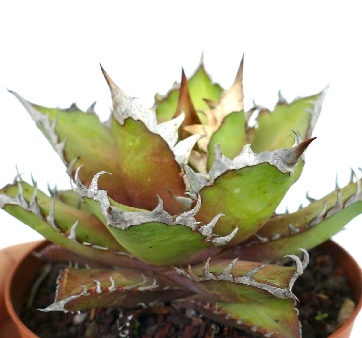 Agave titanota cv WHITE KING HACCP2