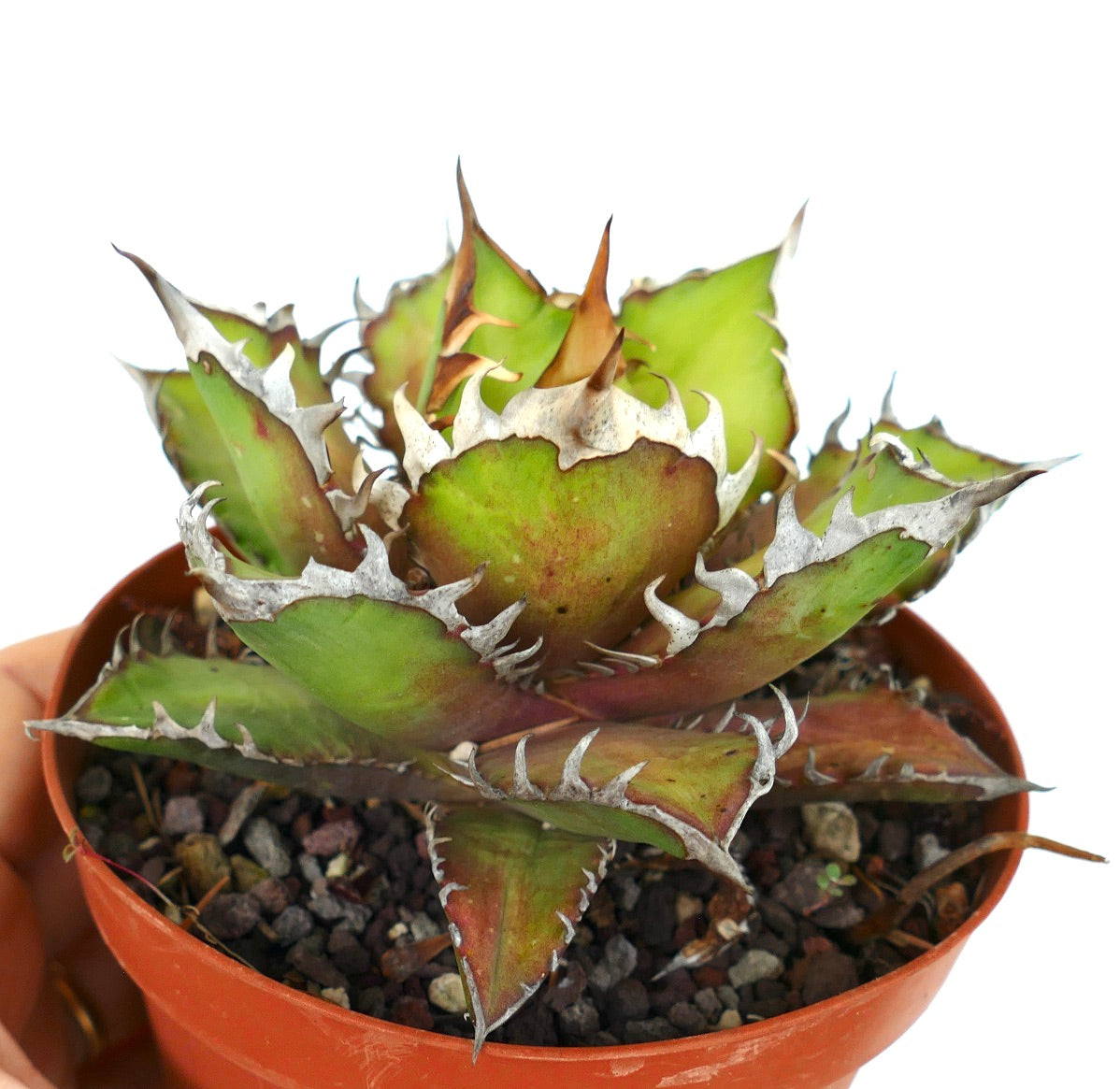 Agave titanota cv WHITE KING 25