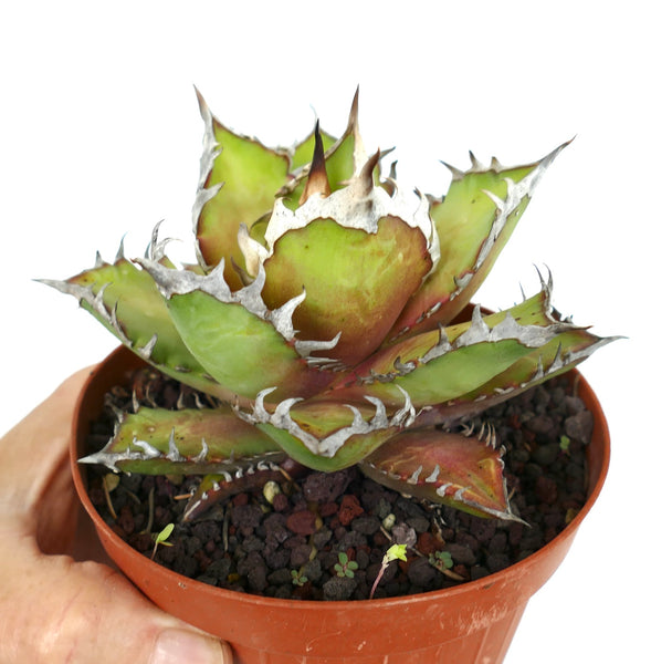 Agave titanota cv WHITE KING | botaniacalarchive.com - Buy Right Now