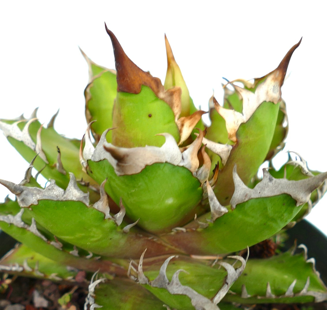 Agave titanota cv WHITE KING KS