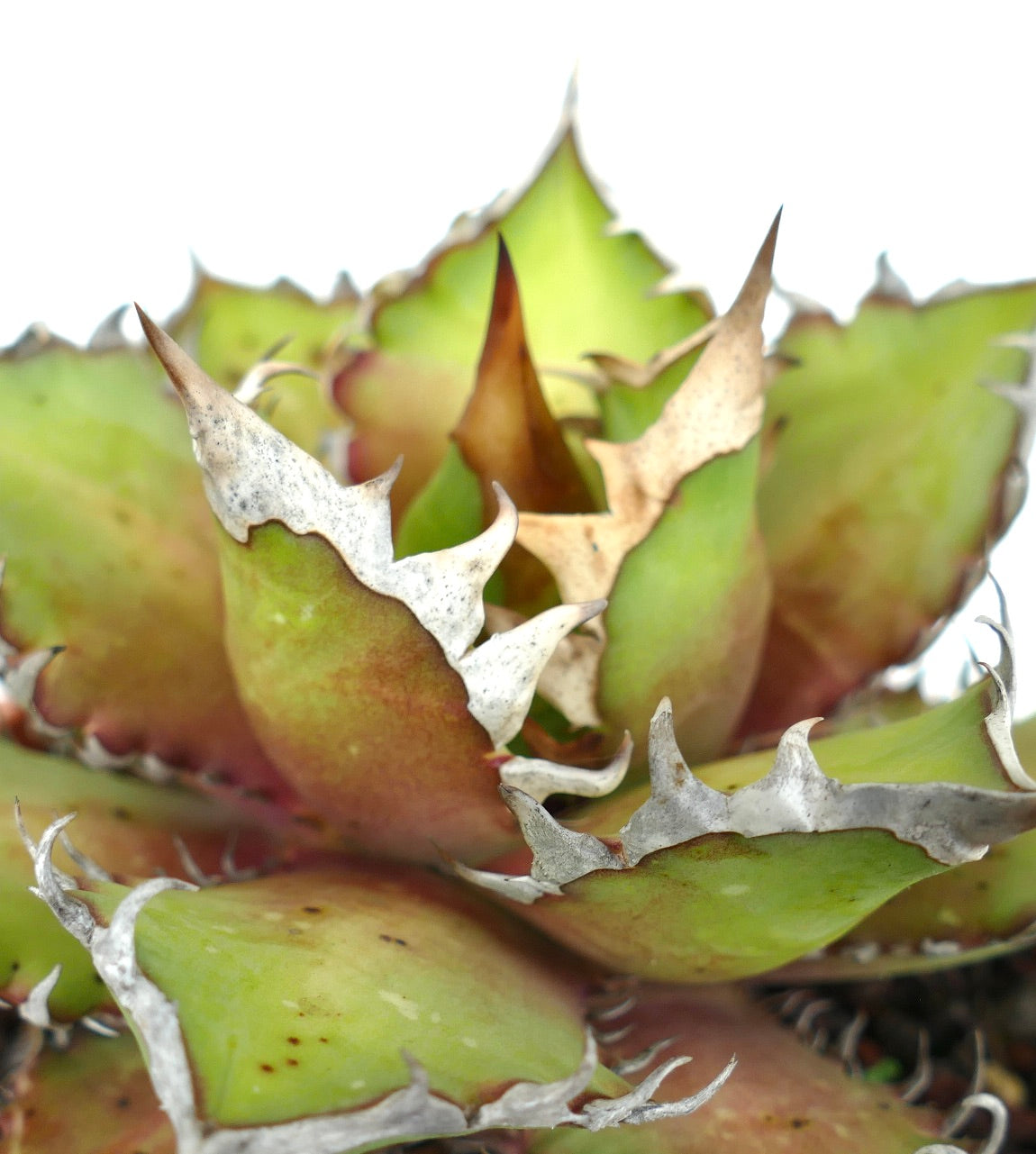 Agave titanota cv WHITE KING HACCP2