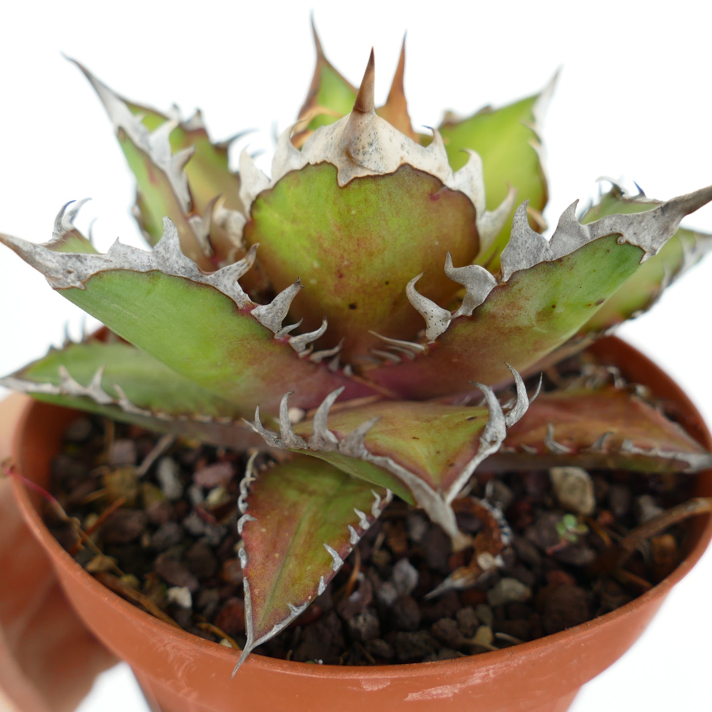 Agave titanota cv WHITE KING 25