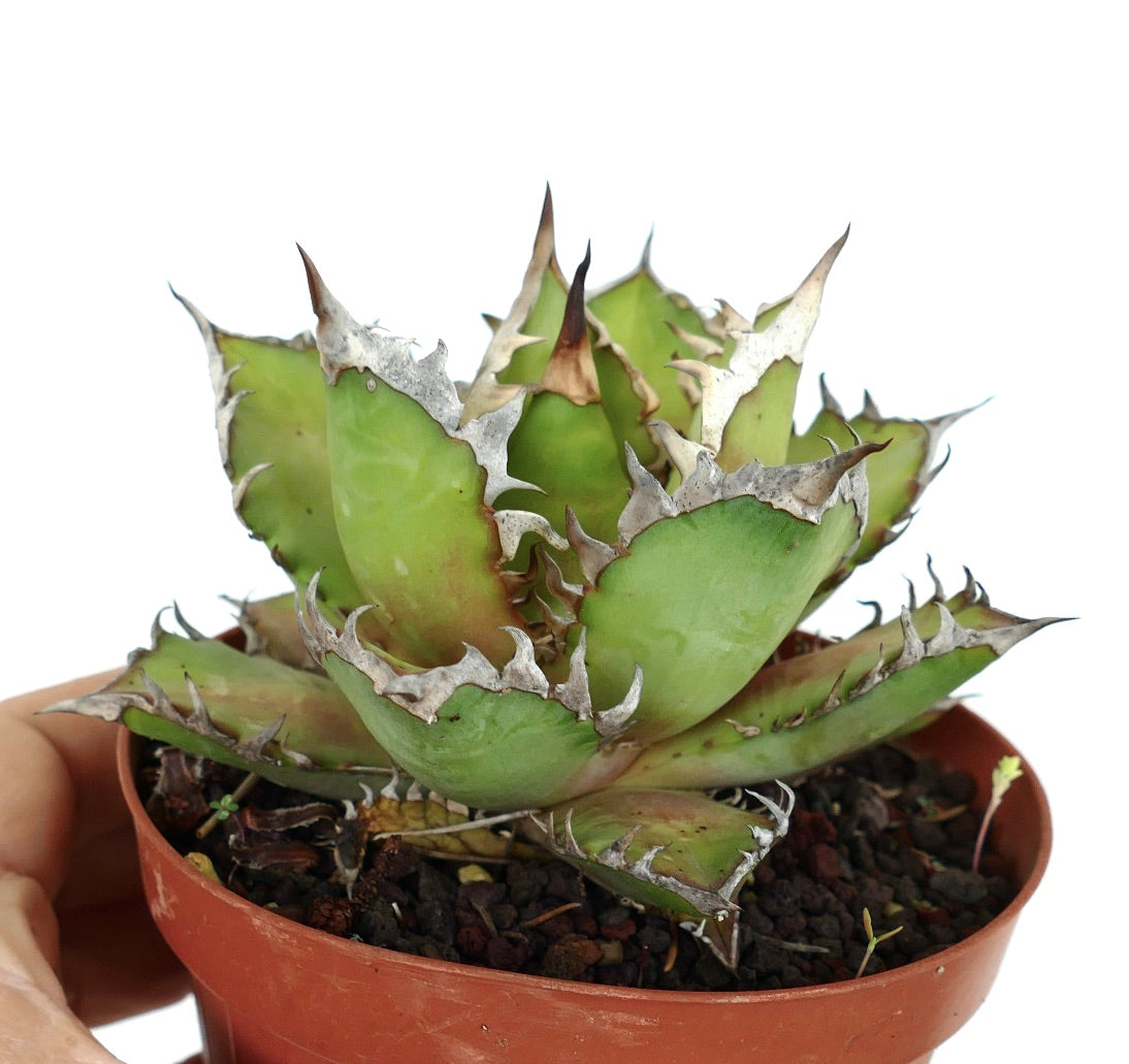 Agave titanota cv WHITE KING NC3