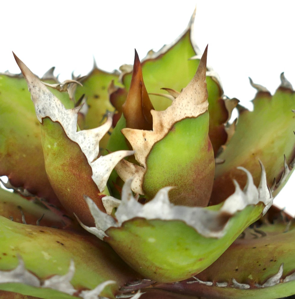 Agave titanota cv WHITE KING HACCP2