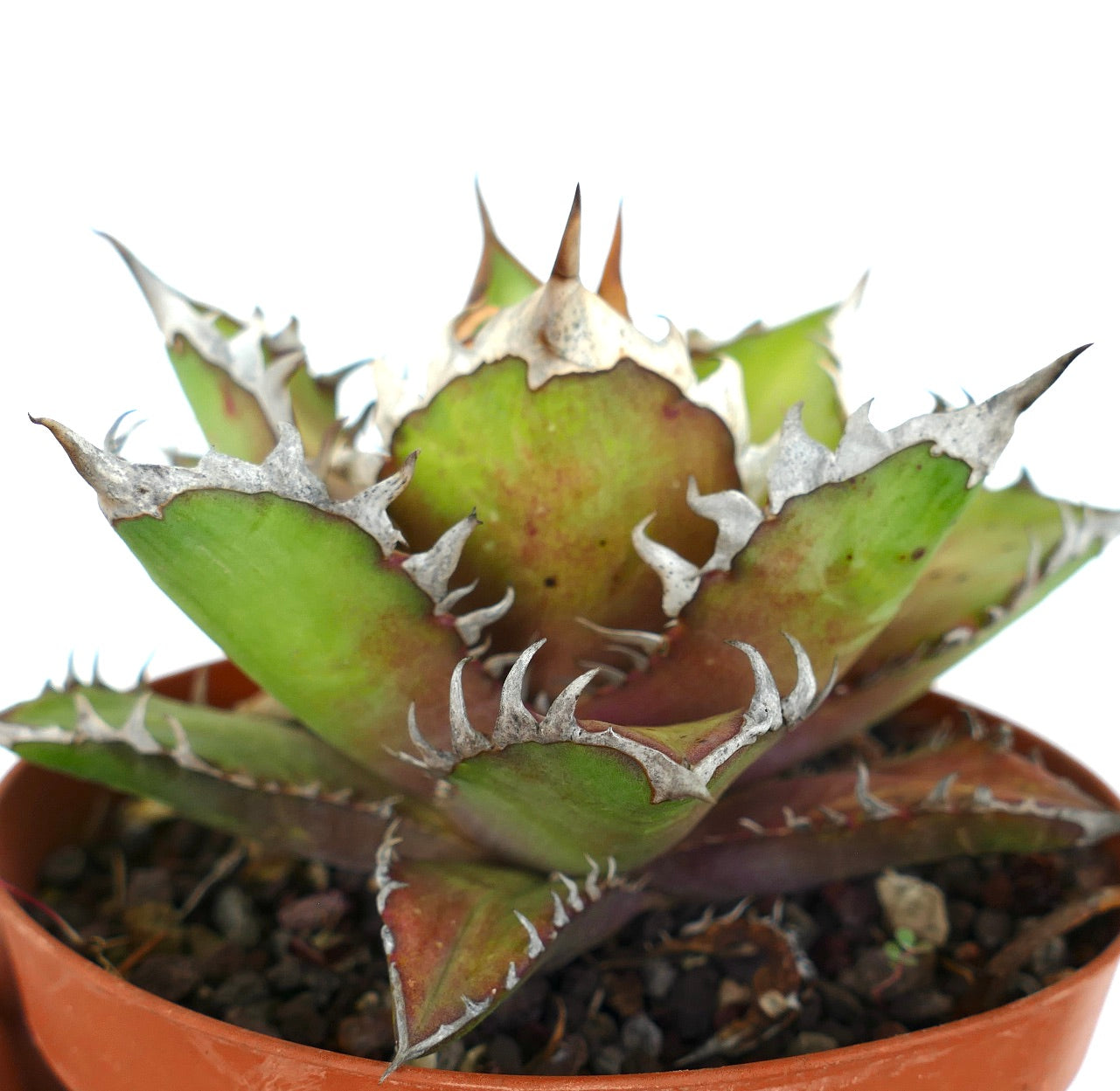 Agave titanota cv WHITE KING 25