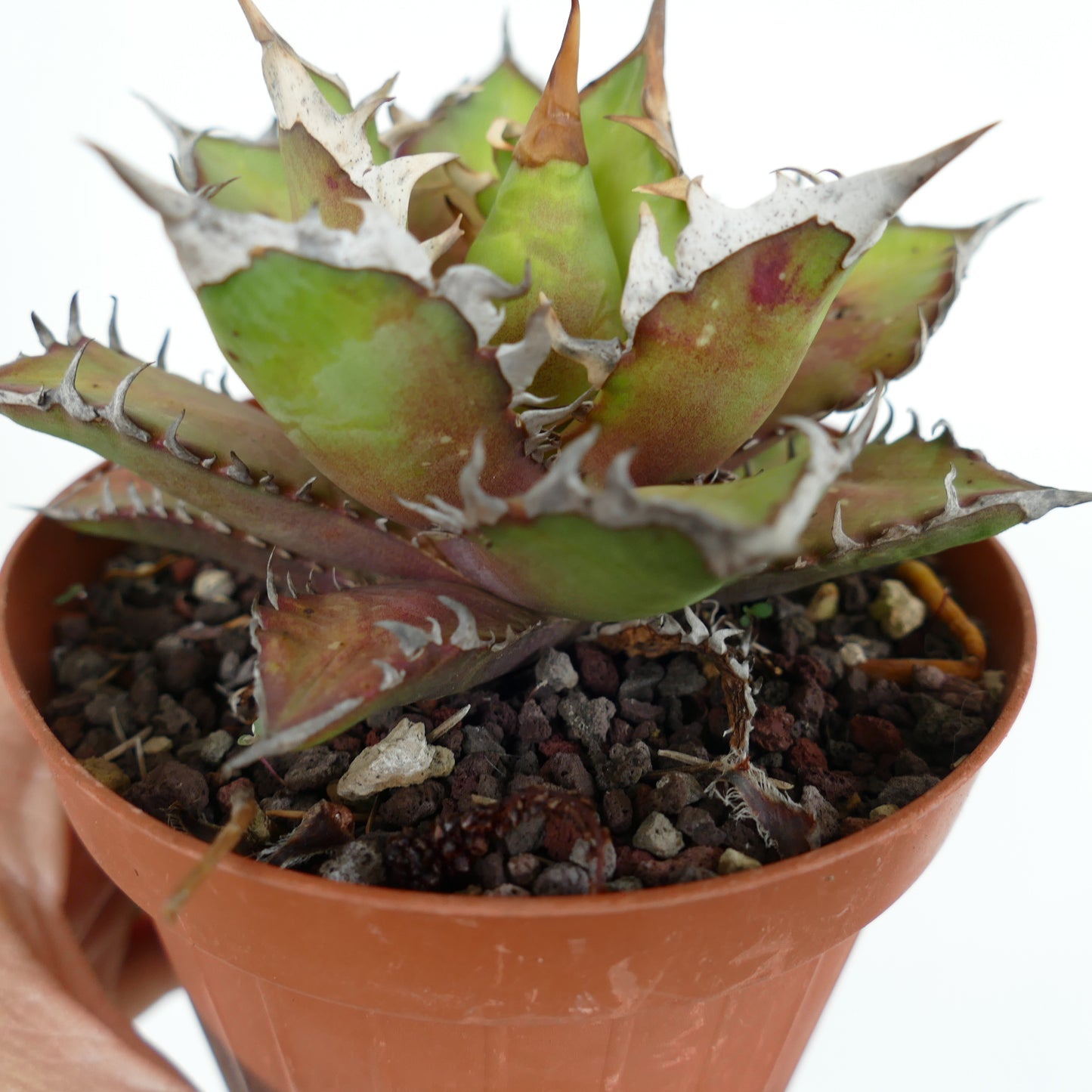 Agave titanota cv WHITE KING 25