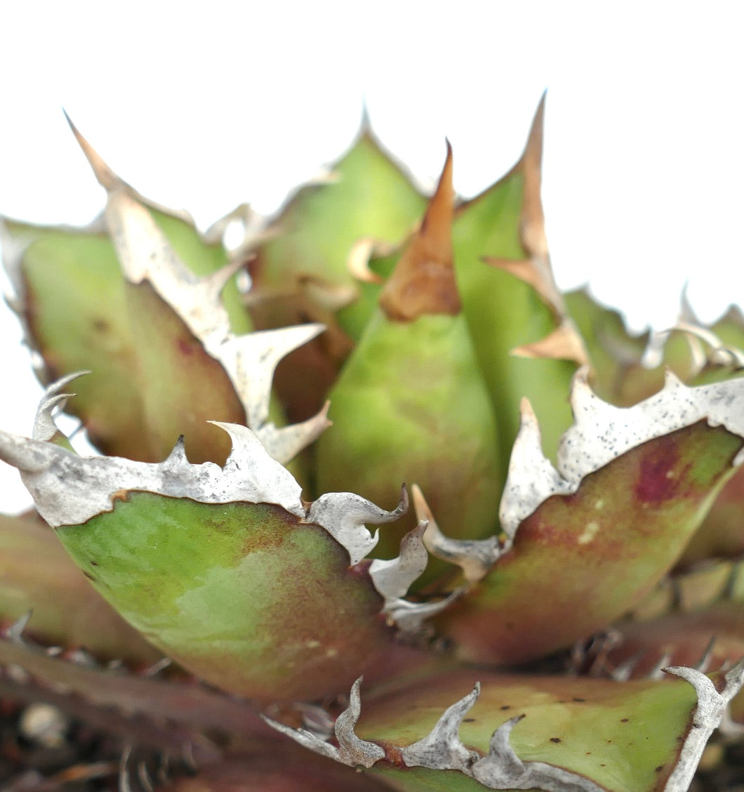 Agave titanota cv WHITE KING 25