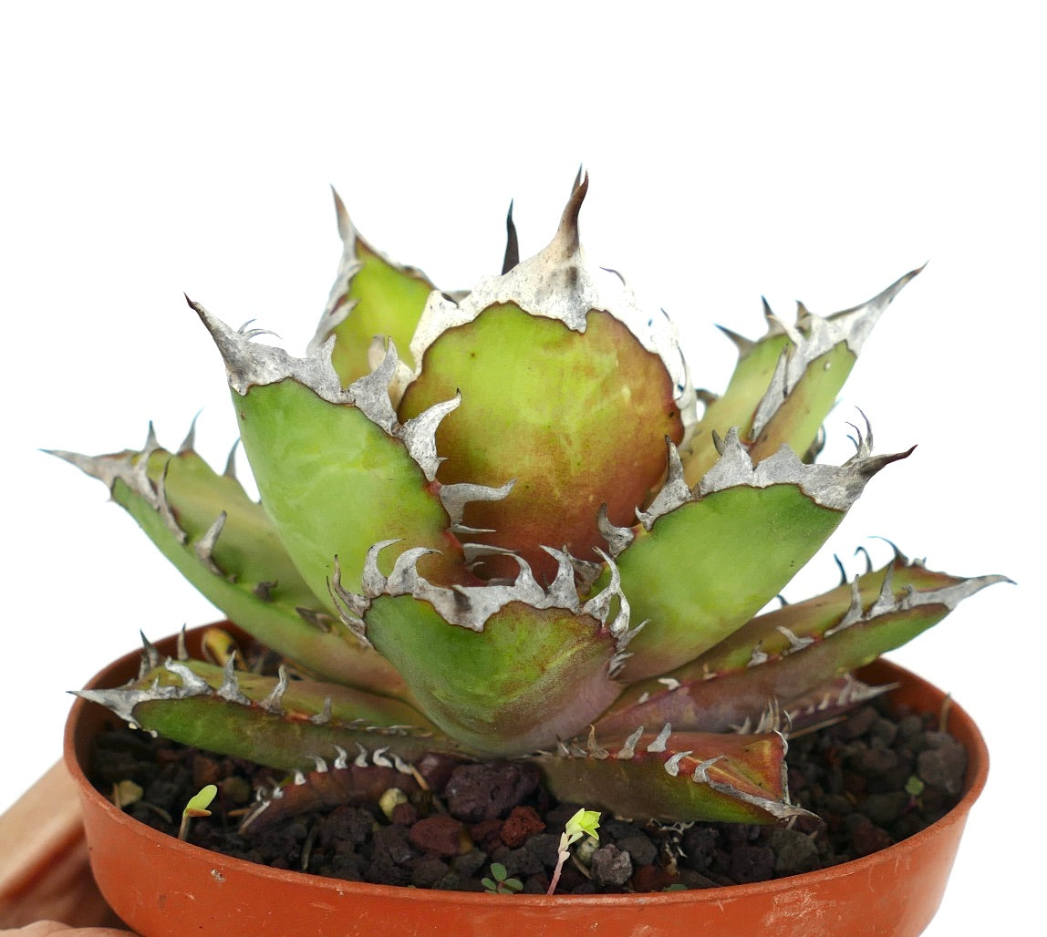 Agave titanota cv WHITE KING NC3