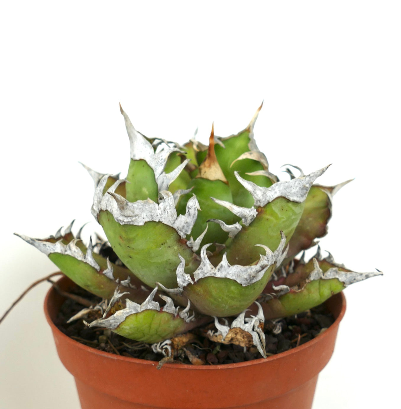 أغاف تايتانوتا cv وايت كينغ عصاري بأوراق خضراء سميكة وأشواك بيضاء بارزة في وعاء