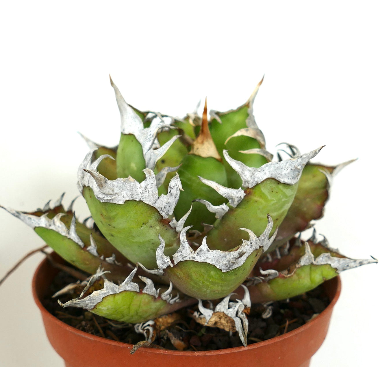 نبات عصاري أغاف تايتانوتا بأوراق خضراء سميكة وهوامش شوكية بيضاء مميزة في وعاء