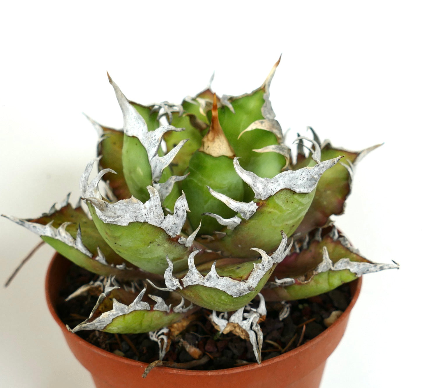 نبات الصباريات أغاف تايتانوتا بأوراق خضراء سميكة وأشواك بيضاء بارزة في وعاء فخاري