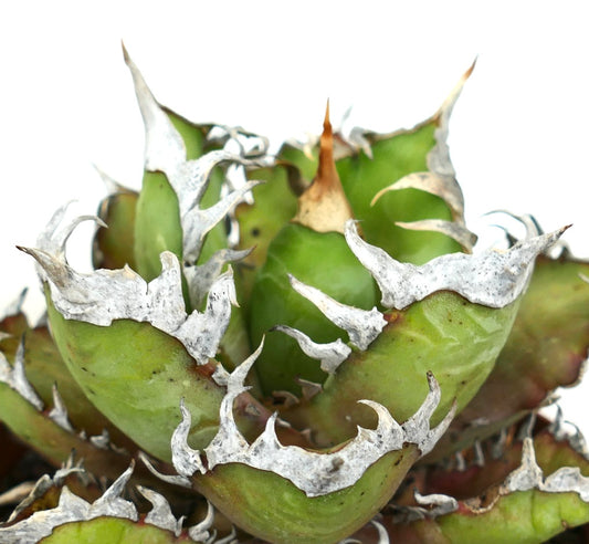 Agave titanota succulent with thick green leaves and distinctive white spiny margins