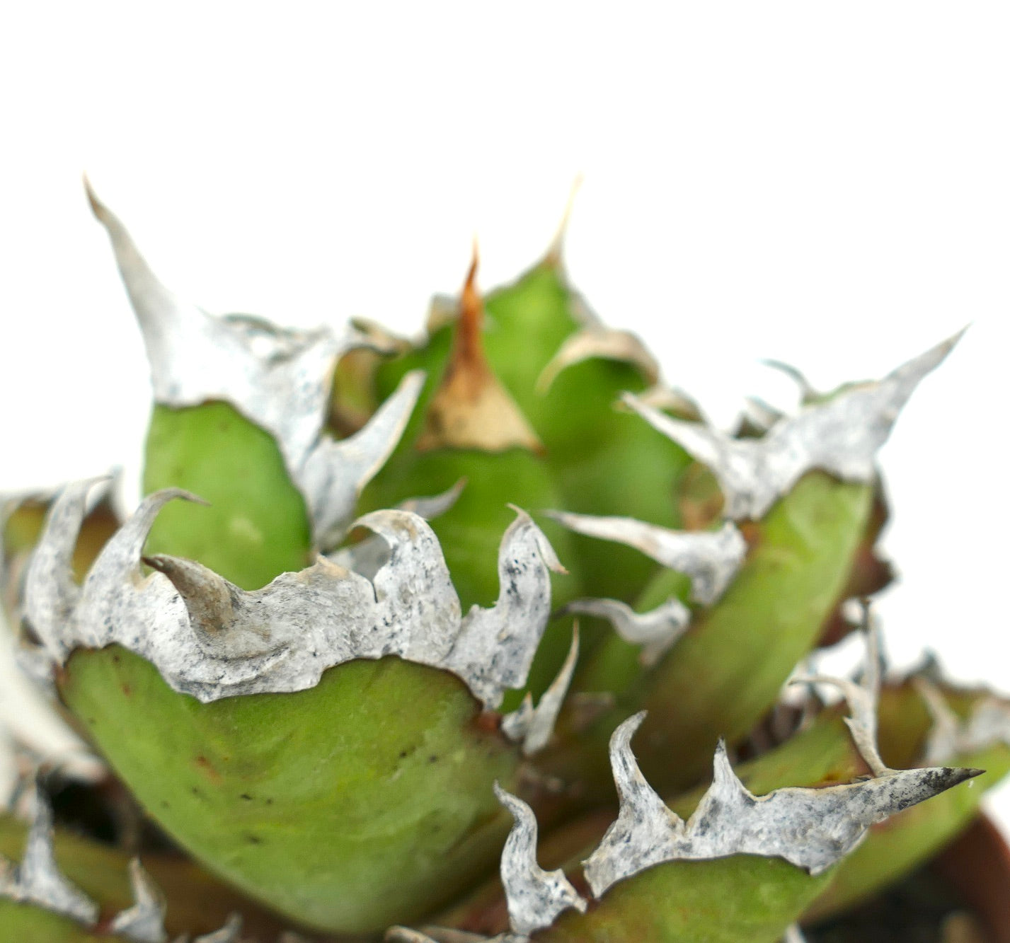 نبات أغاف تايتانوتا cv وايت كينج العصاري ذو أوراق سميكة خضراء وحواف بيضاء شائكة بارزة