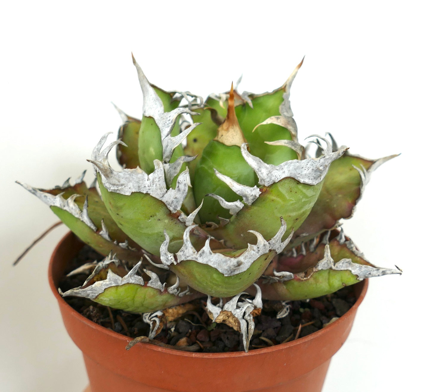 صبار أغاف تيتانوتا العصيري بأوراق خضراء سميكة وحدود بيضاء بارزة مشوكة في وعاء