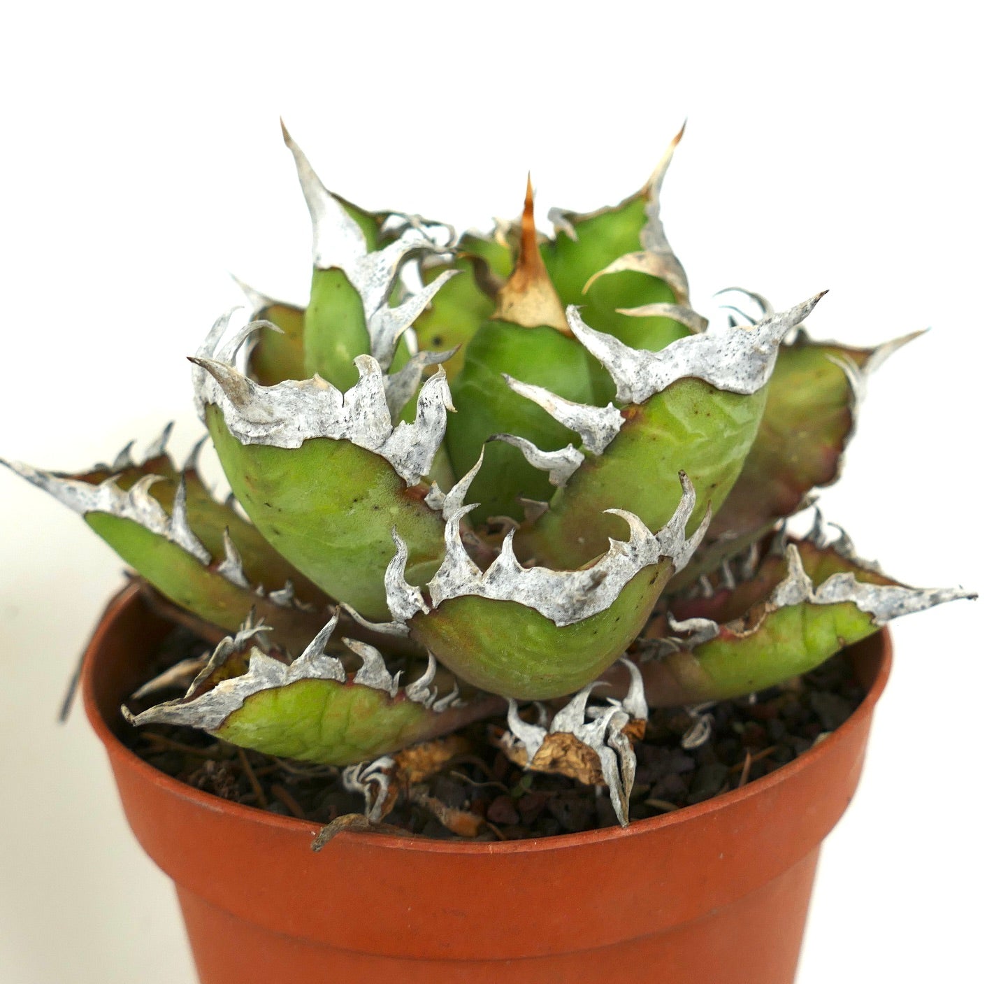 أغاف تايتانوتا عصاري بأوراق خضراء سميكة وحواف بيضاء شوكية بارزة في وعاء