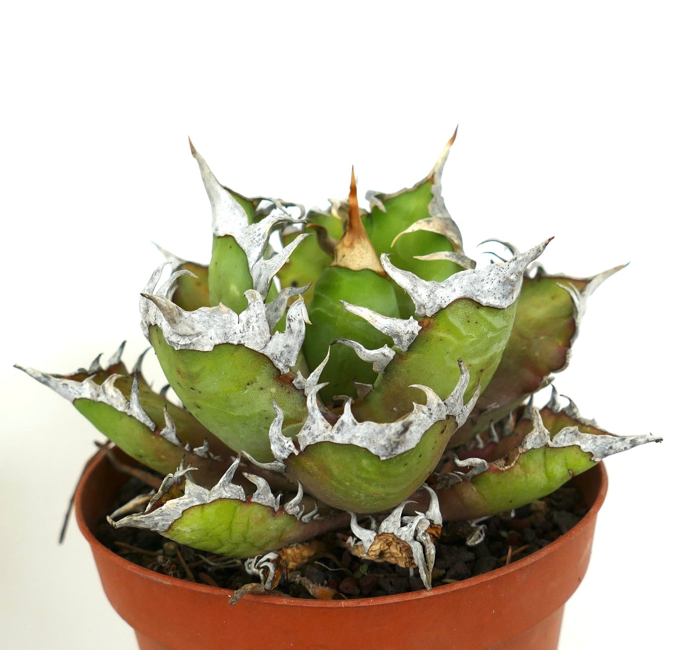 نبات عصاري أغاف تايتانوتا بأوراق سميكة خضراء وأشواك بيضاء بارزة في وعاء