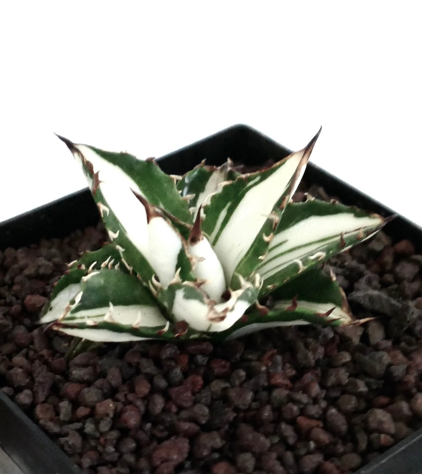 Agave titanota cv WHITE SHARK | 白斑アガベ | 今すぐ購入