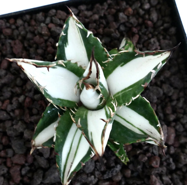 Agave titanota cv WHITE SHARK | 白斑アガベ | 今すぐ購入