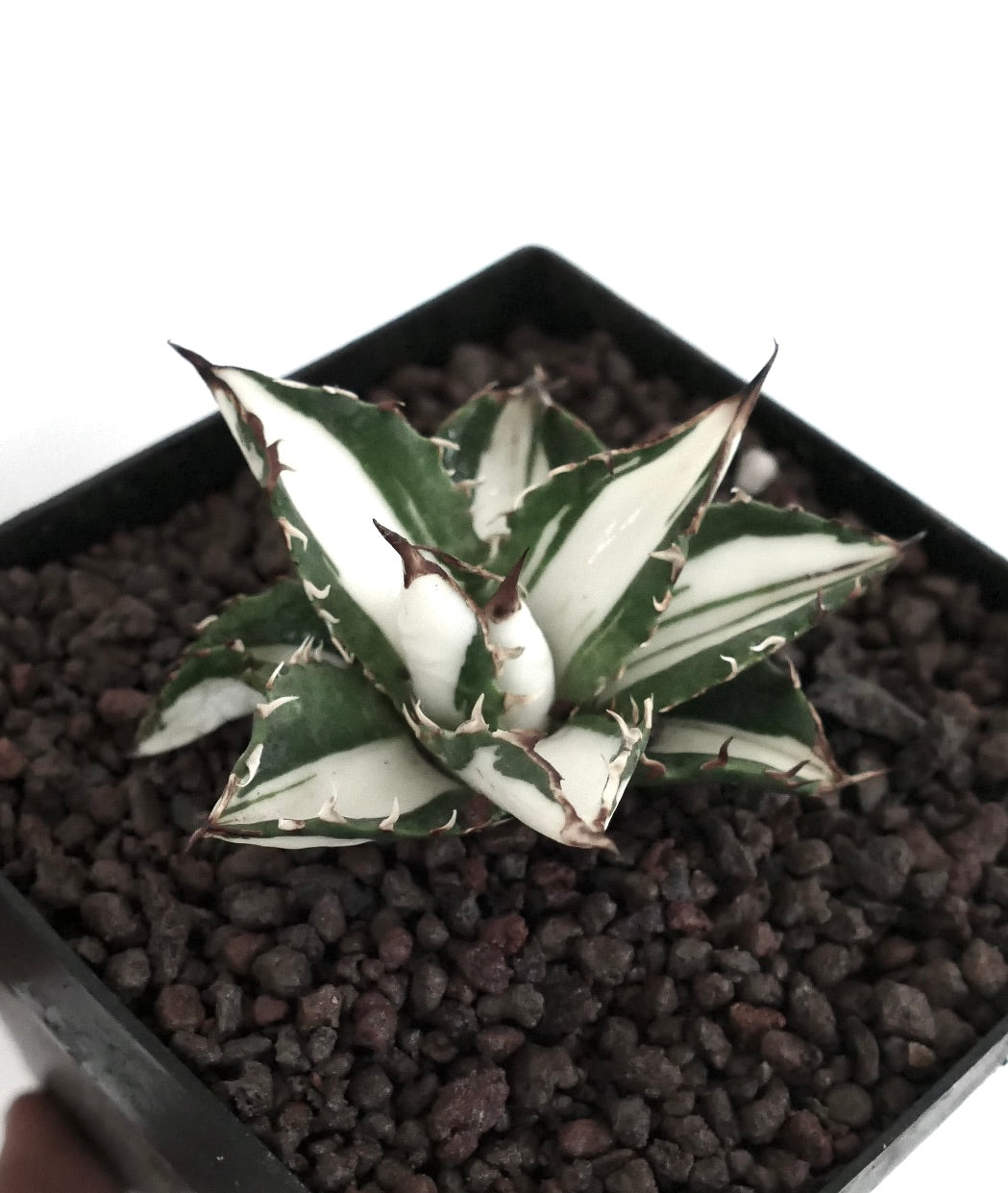 Agave titanota cv WHITE SHARK | White Variegated Agave | Buy Now