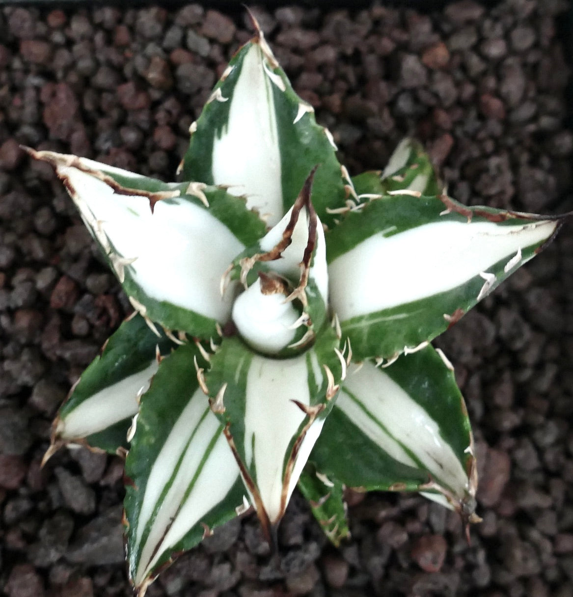 Agave titanota cv WHITE SHARK | 白斑アガベ | 今すぐ購入