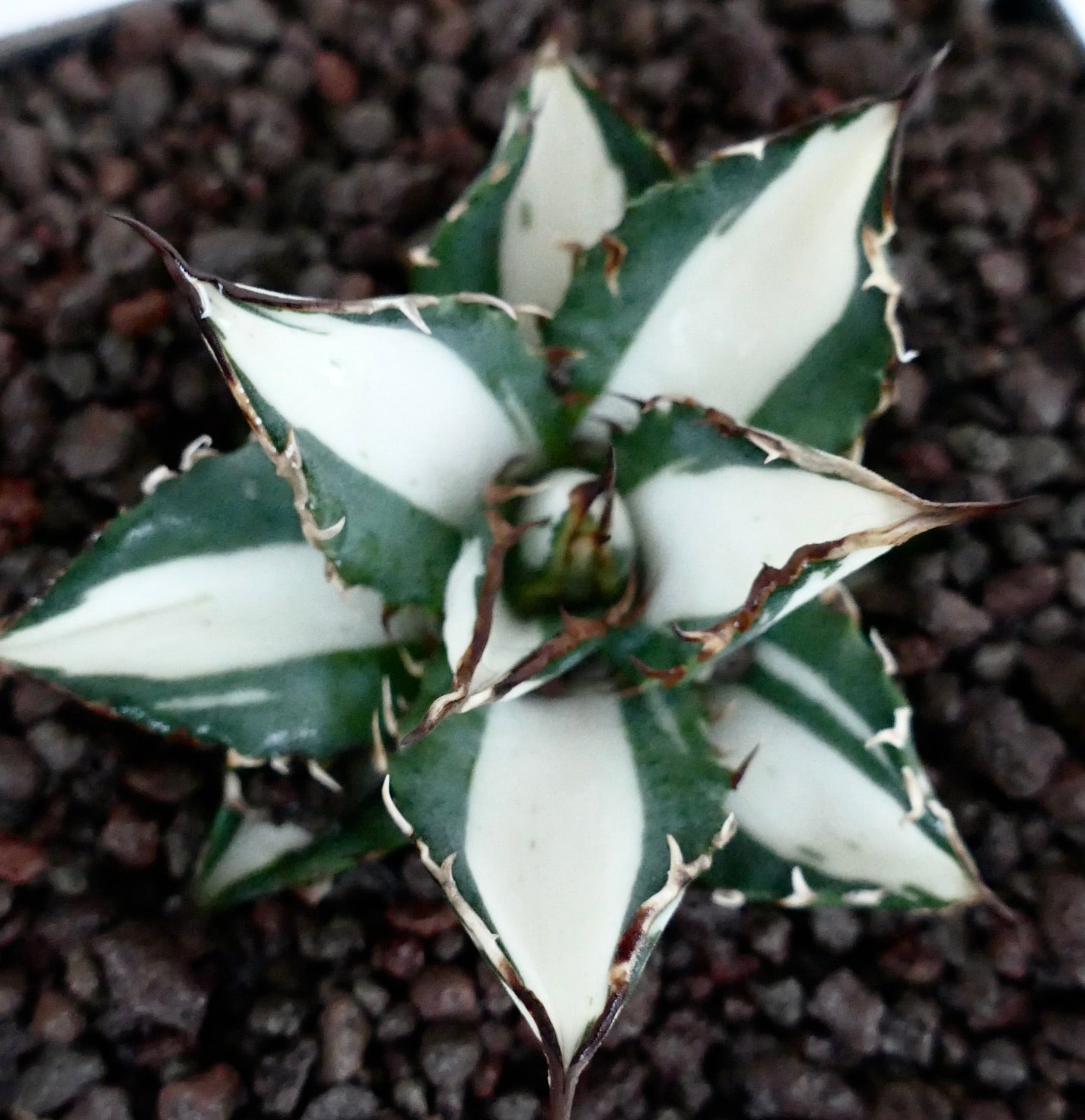 Agave titanota cv WHITE SHARK VARIEGATA MEDIOPICTA | Buy Now