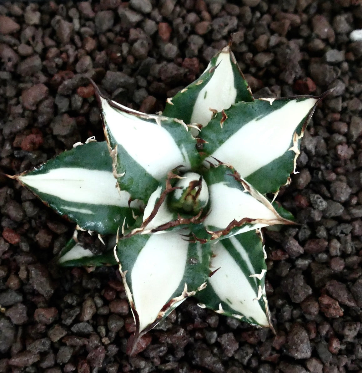 Agave titanota cv WHITE SHARK VARIEGATE sukkulent med skarpe torner og slående hvit-grønne brokete blader