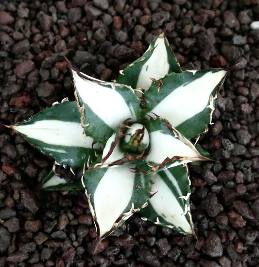 Agave titanota cv WHITE SHARK VARIEGATE Sukkulente mit scharfen Stacheln und auffälligen weiß-grün gefleckten Blättern