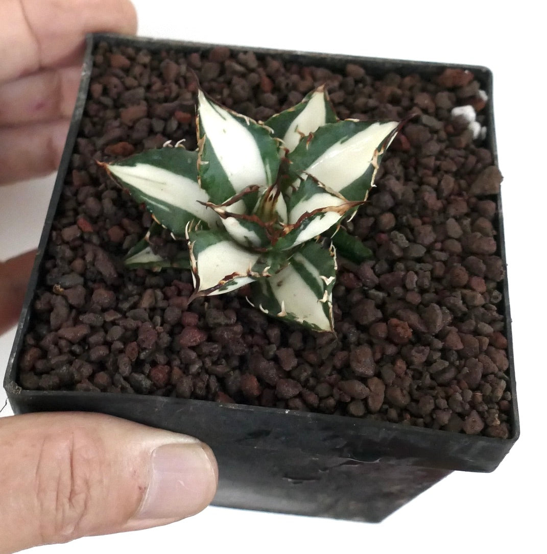 Agave titanota cv WHITE SHARK sukkulent med varierte hvite og grønne blader og skarpe torner