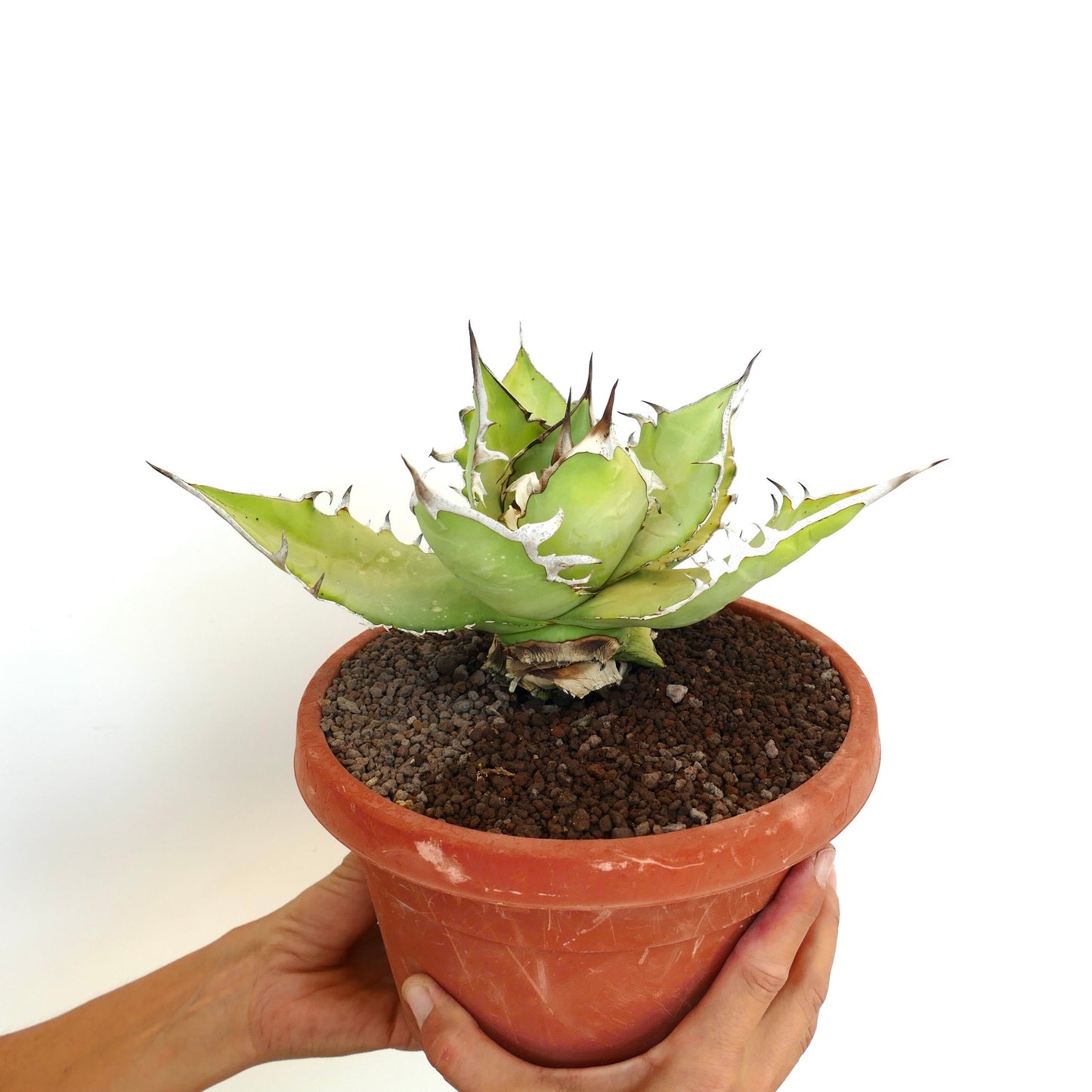 Agave titanota cv WHITE SHARK (light green leaves)