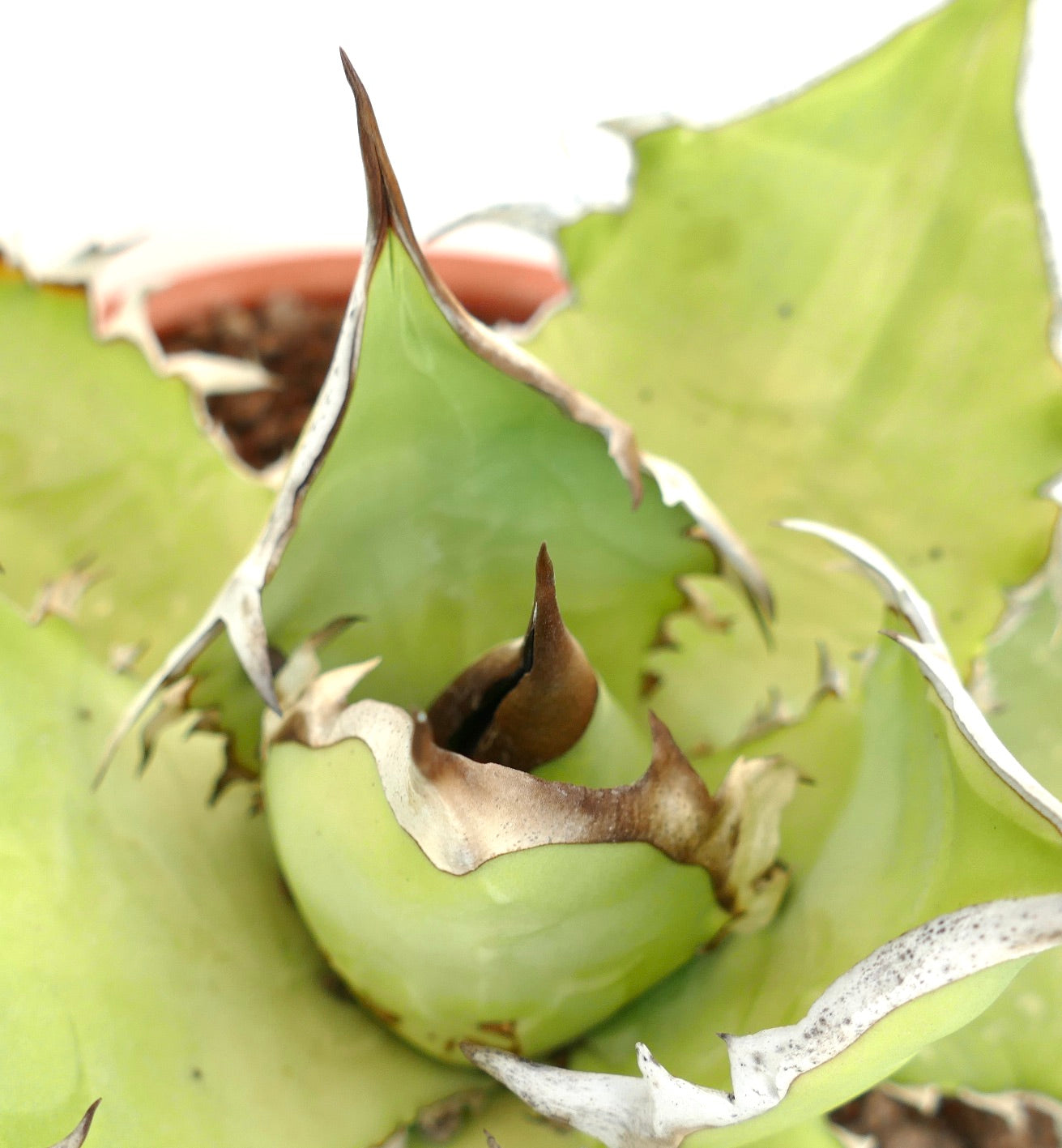 Agave titanota cv WHITE SHARK (light green leaves)