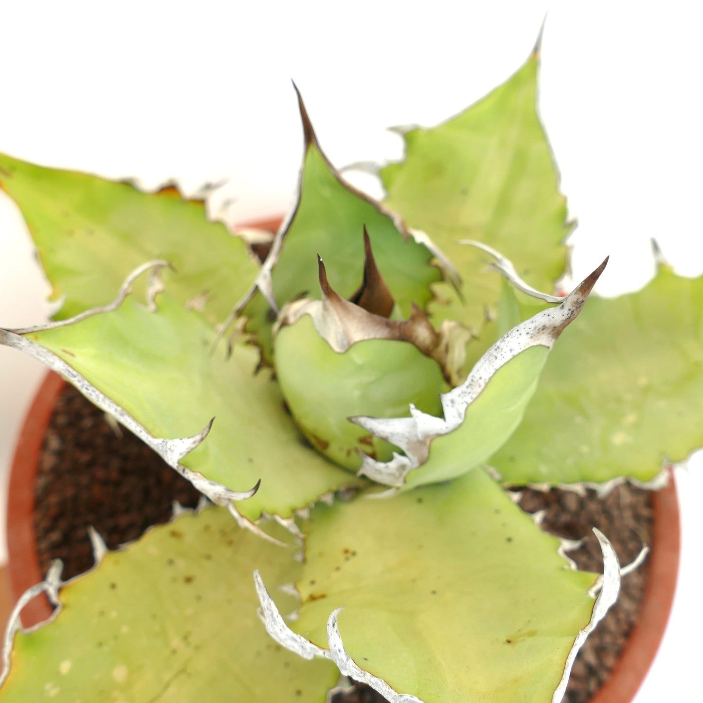 Agave titanota cv WHITE SHARK (light green leaves)