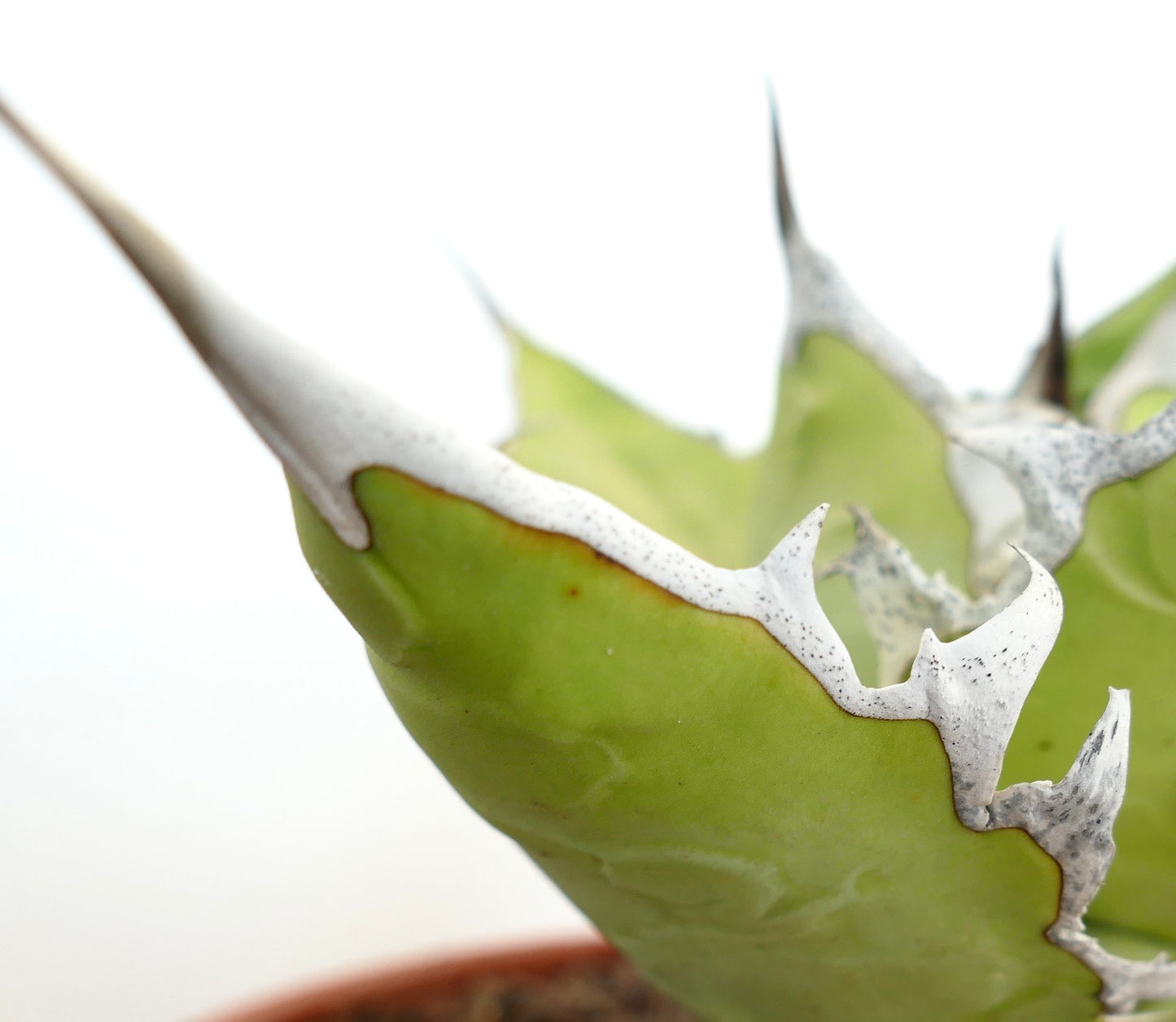 Agave titanota cv WHITE SHARK (light green leaves)