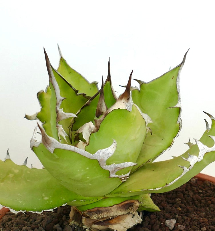 Agave titanota cv WHITE SHARK (light green leaves)