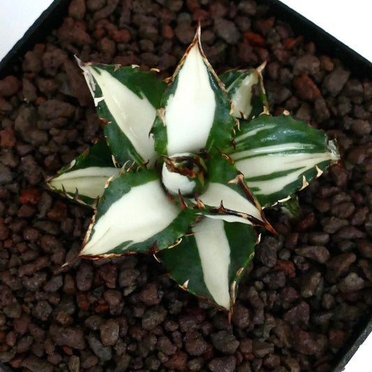 Agave titanota cv WHITE SHARK succulent with variegated green and white leaves and sharp spines