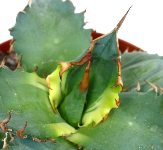 Agave titanota cv 'Banana Peel' VARIEGATED