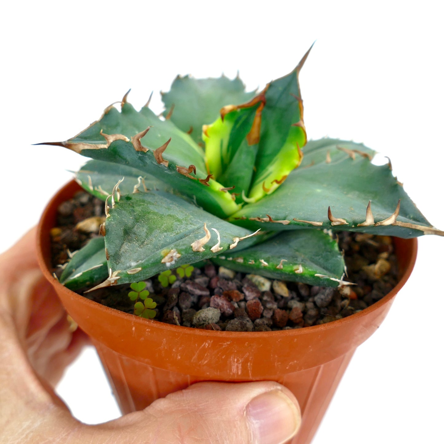 Agave titanota cv 'Banana Peel' VARIEGATED