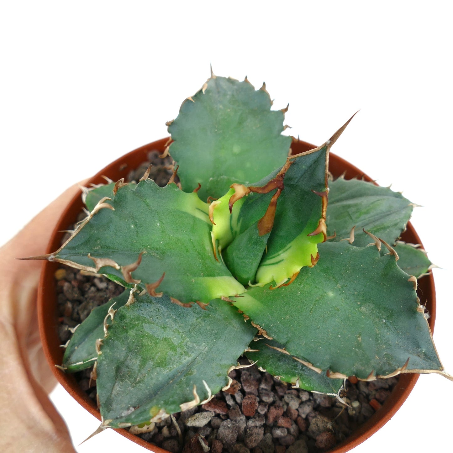 Agave titanota cv 'Banana Peel' VARIEGATED