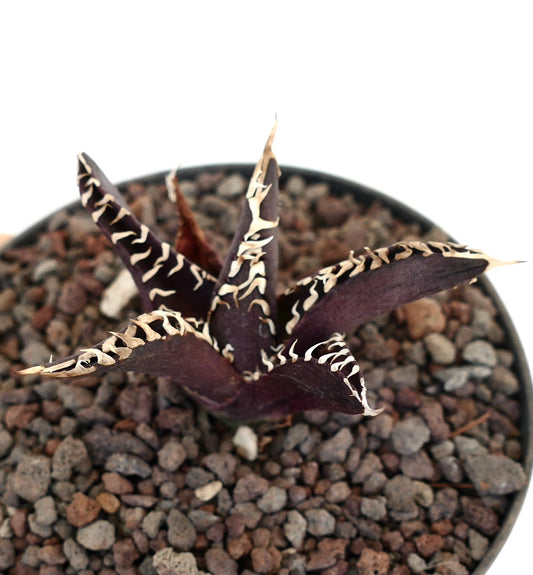 アガベ・タイタノタ cv 『ダーク・ナイト』 多肉植物。岩だらけの土壌に、濃い紫色の葉と白い縁取りが特徴。