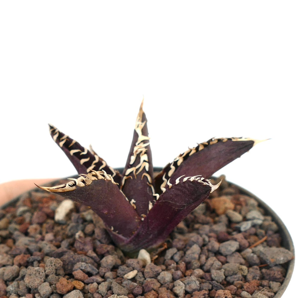 鉢植えの多肉植物アガベ・タイタノタcv『ダークナイト』、濃い紫色の葉と白いトゲが特徴