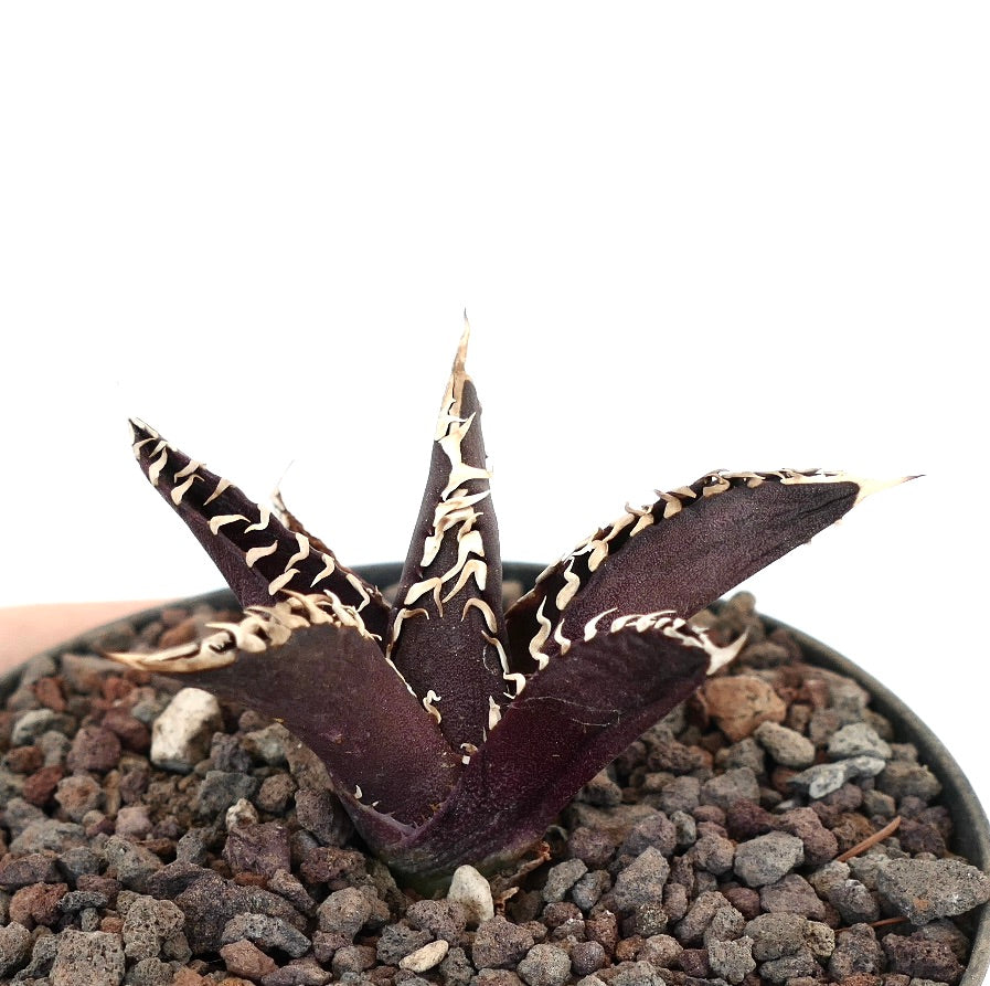 アガベ・タイタノタ cv 'DARK KNIGHT' 多肉植物、濃い紫色の葉と白い棘が鉢植えに配置されています