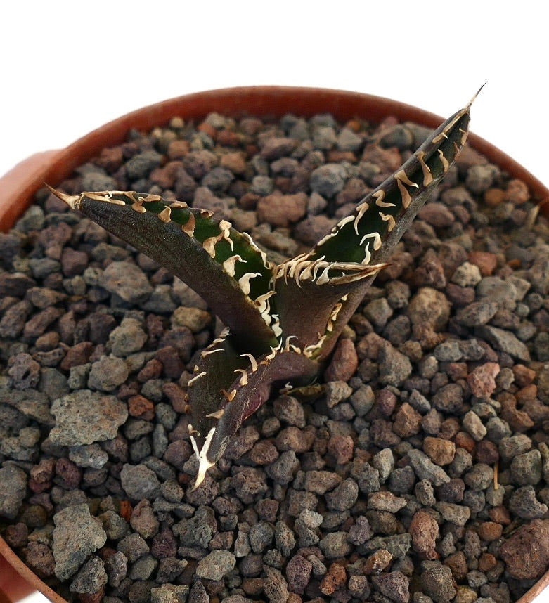 アガベ・タイタノータ CV 'ダーク・ナイト' 鋭い棘と質感のある葉を持つダーク多肉植物（鉢植え）