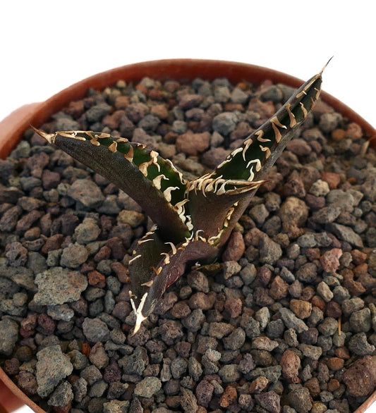 Agave titanota cv 'DARK KNIGHT' dark succulent with sharp spines and textured leaves in pot