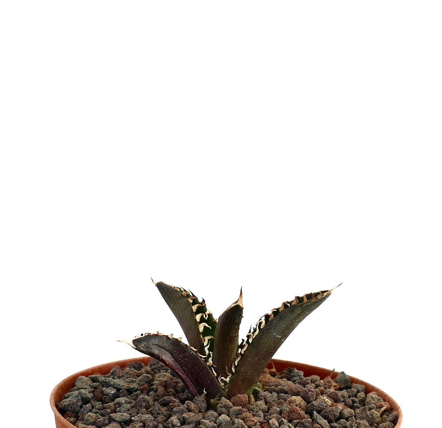 アガベ・タイタノタ cv 『ダークナイト』 希少な多肉植物、濃い色の厚い葉と白い棘が特徴