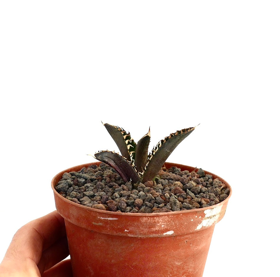 アガベ・タイタノータ cv 『ダークナイト』 小さな濃い色の多肉植物、鮮明な白縁のトゲ付き、テラコッタ鉢植え