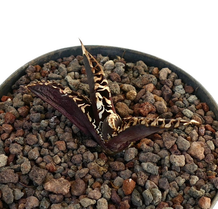 アガベ・タイタノータ cv 'DARK KNIGHT' 珍しい多肉植物、暗い葉と白い棘を持ち、岩の多い土壌で育つ