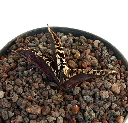 アガベ・タイタノータ cv 'DARK KNIGHT' 珍しい多肉植物、暗い葉と白い棘を持ち、岩の多い土壌で育つ