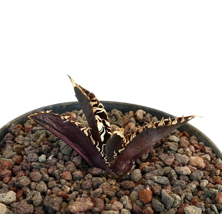 Agave titanota cv 'DARK KNIGHT' 　希少な多肉植物で、濃い紫色の葉と白い棘が特徴です